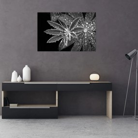 Obraz - Kvapky (90x60 cm)