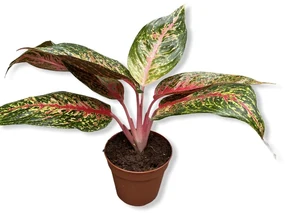 Aglaonema Costatum Pink 12x35 cm