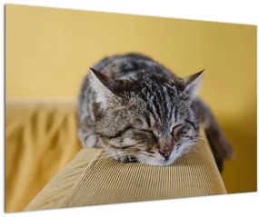 Obraz mačky na pohovke (90x60 cm)