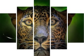 Obraz - Portrét leoparda, Sri Lanka (150x105 cm)