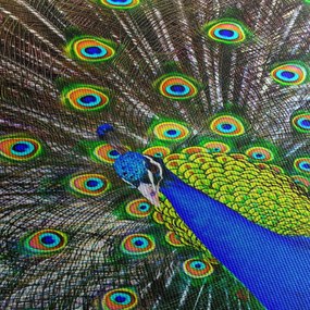 Obraz - Páv (90x60 cm)