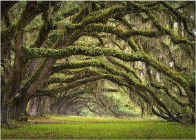 Sklenený obraz - Oaks Avenue, Charleston, Južná Karolína, USA (70x50 cm)