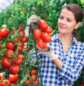 Záhradná oporná konštrukcia s mriežkou 1,8 x 2,7 m