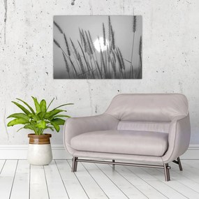Sklenený obraz - Lúka pri západe slnka (70x50 cm)