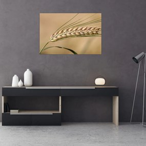 Obraz - Pšenica (90x60 cm)