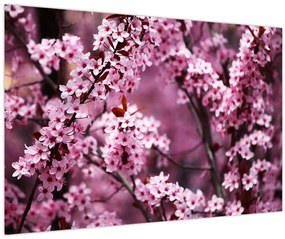 Obraz - Ružová sakura (90x60 cm)