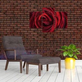 Obraz - Červená ruža s kvapkami rosy (90x60 cm)