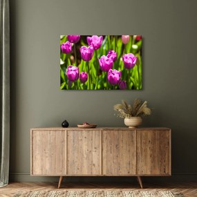 Obraz tulipánov na lúke (90x60 cm)
