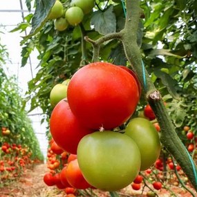 Bauerkraft Fóliový skleník 4x2,5x2 m 10 m² kovový rám UV fólia - zelený