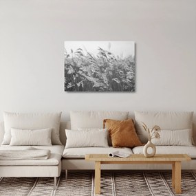 Sklenený obraz - Tráva vo vetre (70x50 cm)