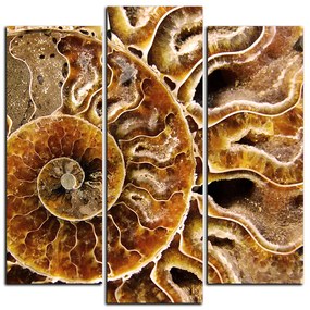 Obraz na plátne - Textúra fosílie - štvorec 3174C (105x105 cm)