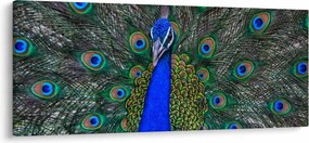 Obraz - Páv (120x50 cm)