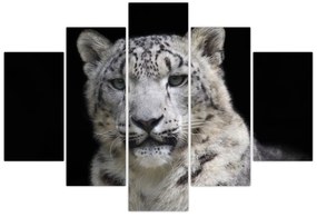 Obraz - Leopard snežný (150x105 cm)