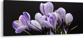 Obraz - Fialové krókusy (120x50 cm)