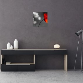 Vlčie maky - obraz na stenu