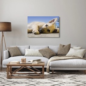 Obraz ležiaceho šteňaťa (90x60 cm)