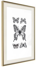 Artgeist Plagát - Five Butterflies [Poster] Veľkosť: 20x30, Verzia: Čierny rám s passe-partout