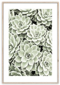Artbox Digi 50x70 Br009 Succulents
