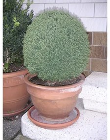 Tuja západná FloraSelf Thuja occidentalis 'Teddy' 5-10 cm kvetináč Ø 10 cm
