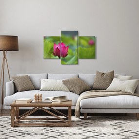 Obraz - vodná rastlina (90x60 cm)