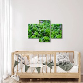 Obraz sukulentov (90x60 cm)