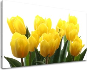 Obraz na stenu KVETY TULIPÁNY XOBKV141E11 - 40x60 cm