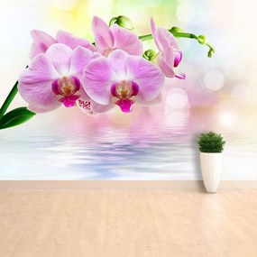 Fototapeta Vliesová Orchidea ruže 250x104 cm