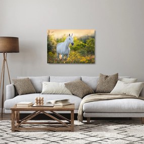Sklenený obraz bieleho koňa na lúke (70x50 cm)