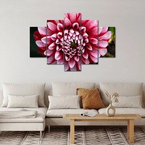 Obraz ružovej Dahlie (150x105 cm)