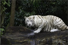 Obraz - Tiger albín (90x60 cm)