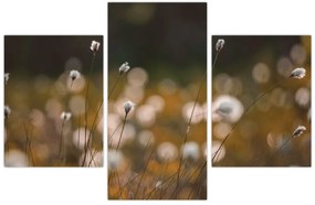 Obraz - Lúka s cottongrass N⁰2 (90x60 cm)