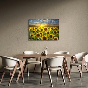 Sklenený obraz - Slnečnica pri západe slnka (70x50 cm)