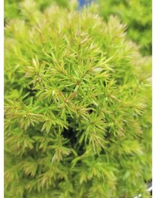Tuja západná FloraSelf Thuja occidentalis 'Teddy' 5-10 cm kvetináč Ø 10 cm