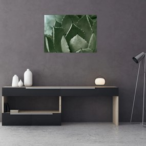 Obraz - Zelená agáve (70x50 cm)