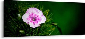 Obraz ružového kvetu (120x50 cm)
