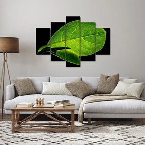 Obraz - zelený list (150x105 cm)