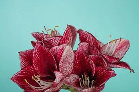 Samolepiaca fototapeta okúzľujúci kvet amarylky
