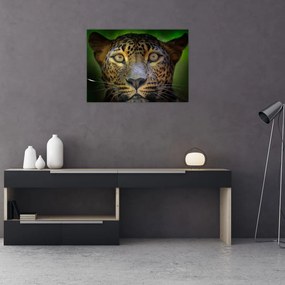 Obraz - Portrét leoparda, Sri Lanka (70x50 cm)