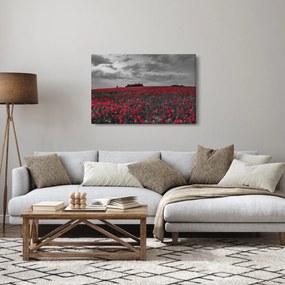 Obraz vlčích makov (90x60 cm)
