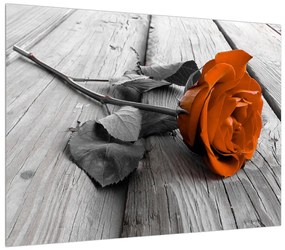 Obraz oranžovej ruže (70x50 cm)