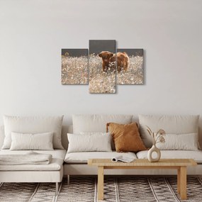 Obraz - Škótska krava v kvete (90x60 cm)