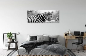 Obraz na akrylátovom skle Retro zebra 120x60 cm