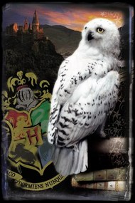 Umelecká tlač Harry Potter - Hedwig, (26.7 x 40 cm)