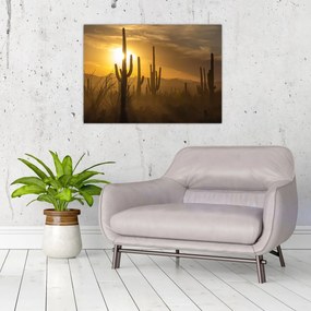 Sklenený obraz - Kaktusy Saguaro (70x50 cm)