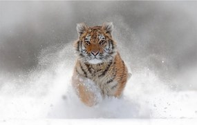 Obraz bežiaceho tigra v snehu (90x60 cm)
