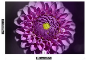 Fototapeta Vliesová Dahlia ružová 416x254 cm