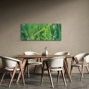 Obraz kvapiek rosy (120x50 cm)
