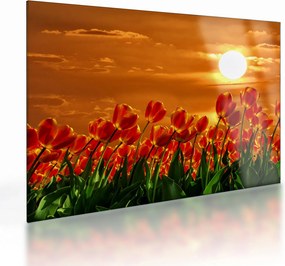 Sklenený obraz rozkvitnutého lánu s tulipánmi (70x50 cm)