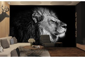 Fototapeta na stenu Black and white lion
