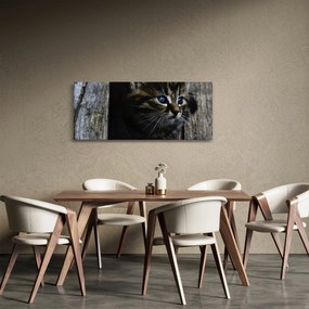 Obraz mačiatka (120x50 cm)